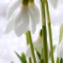 Ambiance Zonwering Van Steenoven