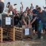 Vrijlating zeehonden