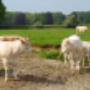 Waterschap Rijn en IJssel