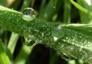 Praktijk Voor Klassieke Homeopathie Hannie Van de Ven