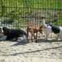 Dierenpension Happy Care