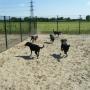 Dierenpension Happy Care