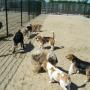 Dierenpension Happy Care