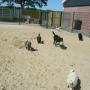 Dierenpension Happy Care