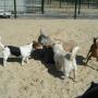 Dierenpension Happy Care