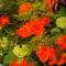 hmfbloemen