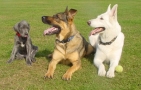 Puppycursus Amersfoort / Hondenclub My Best Friend