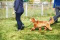 Honden Vanaf 4 maanden