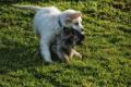 Puppycursus