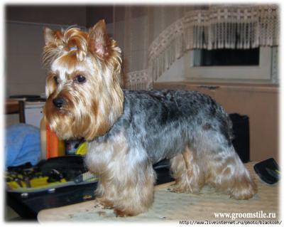 Thuis-uw-hond-trimmen-