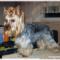 Thuis-uw-hond-trimmen-