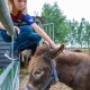 Hobbydieren