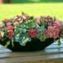 Tineke's Tuin