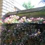 Belle Tuinonderhoud