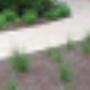 Belle Tuinonderhoud