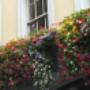 Belle Tuinonderhoud