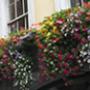 Belle Tuinonderhoud