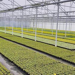 B. van Roessel tuinplanten