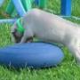 Paws4Fun