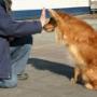 Paws4Fun