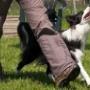 Paws4Fun