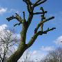 Hoveniersbedrijf Ad Visser Tuinonderhoud