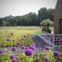 Landelijke border met Allium's