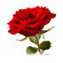 ook voor losse bloemen