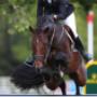 Geel-Schröder BV Sporthorses Van