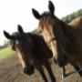 Geel-Schröder BV Sporthorses Van