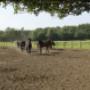 Geel-Schröder BV Sporthorses Van