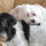 Doggies Hondentrimsalon