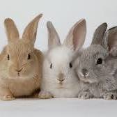 Dierenkliniek Jol