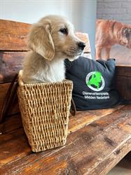 Dierenartsenpraktijk Midden Nederland