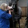 gebitsverzorging paard