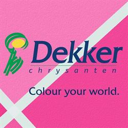 Dekker Chrysanten Bv