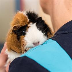 Dierenkliniek Tiel-Drumpt