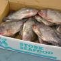 Tilapia, heel
