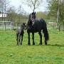 merrie_met_veulen_900_x_200_px