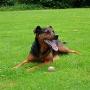 kruising_rottweiler_x_labrador