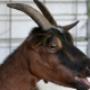 Dierenartspraktijk Onstwedde