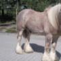 Dierenartspraktijk Onstwedde