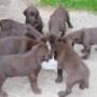 Dierenartspraktijk Onstwedde