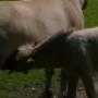 Dierenartspraktijk Onstwedde