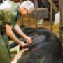 Leijdal Dierenartsenpraktijk 't