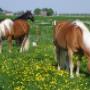Paardenpraktijk De Kroon