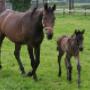 Paardenpraktijk De Kroon