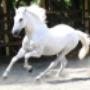 Paardenpraktijk De Kroon