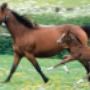 Paardenpraktijk De Kroon