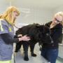 Dierenkliniek Dikketje DAP
